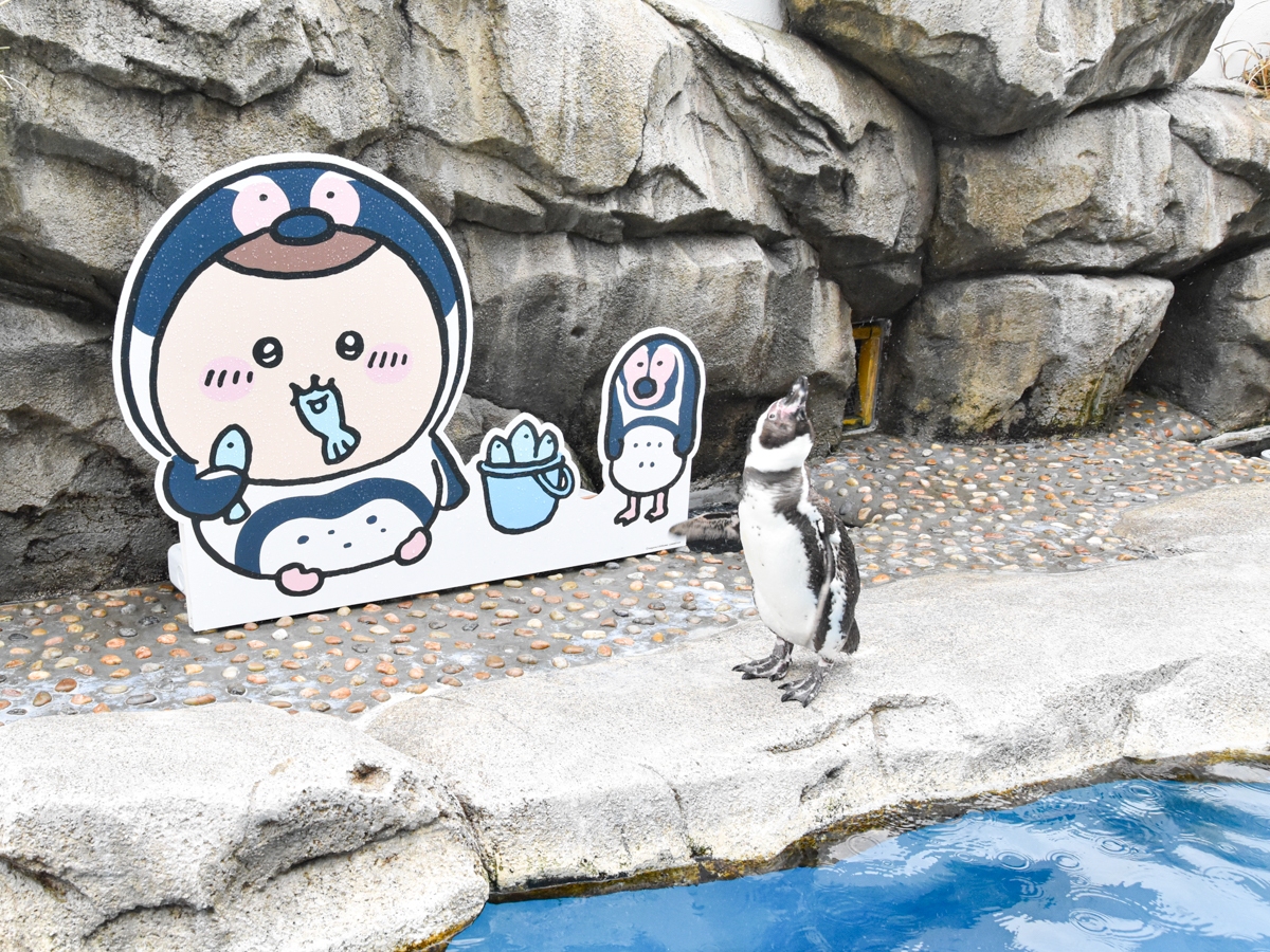 仙台うみの杜水族館で「ちいかわ」コラボイベント 館内各所に