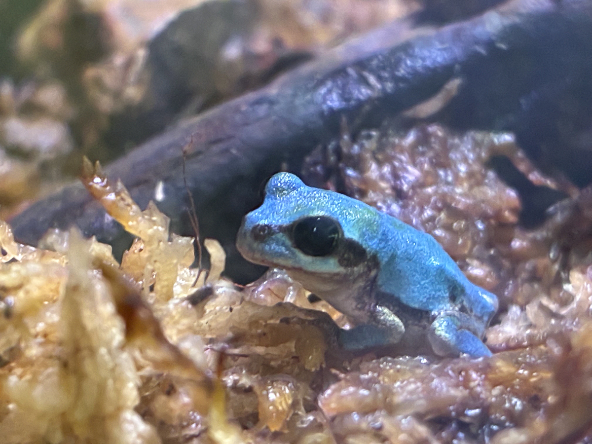 仙台うみの杜水族館で青いアマガエル展示 小学生が発見、「幸せを呼ぶ